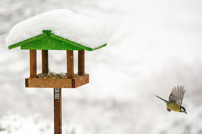 Green bird table feeder and flying bird 