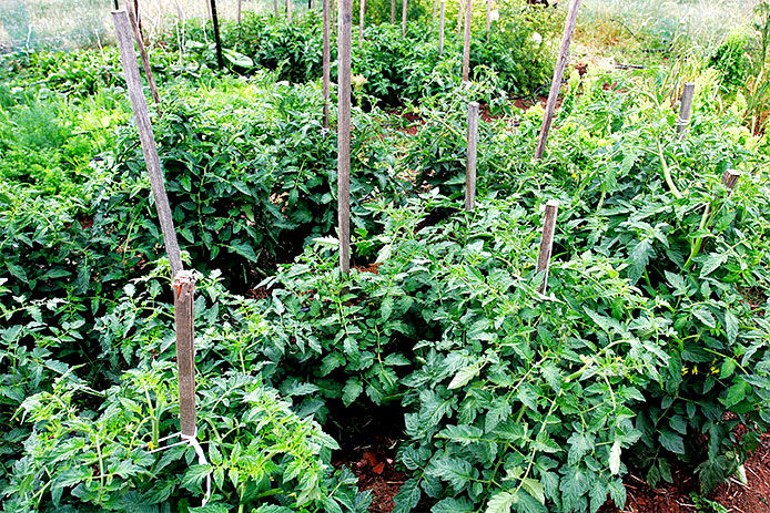 Fully grown tomatoe plants lined in an urban garden with supporting stacks and brown mulch