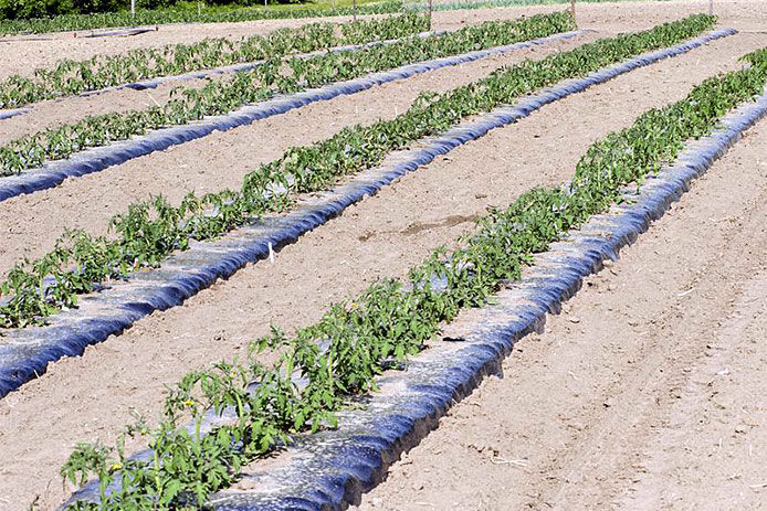 Urban garden with four rows of tomatoes. The tomatoes are lined with landscape fabric to keep weeds out