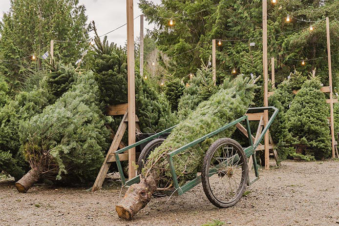 a live Christmas tree cut down adn wrapped up laying in a wheelbarrow ready to be loaded onto a car to be taken home