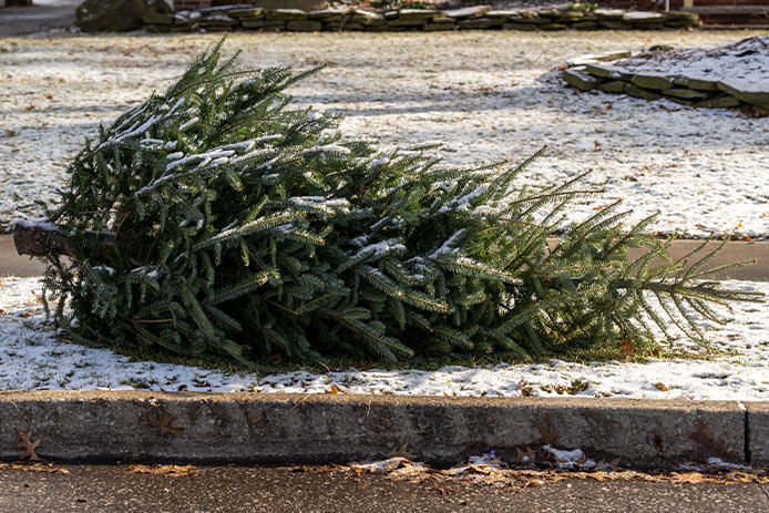 A christmas tree laying by the curb with snow on the ground