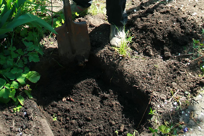 With a spade digs a large pit for composting