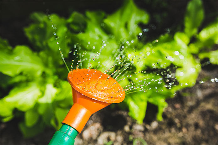 Watering can with water coming out watering plants in the garden