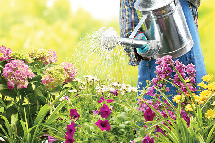 Watering a garden with a watering can 