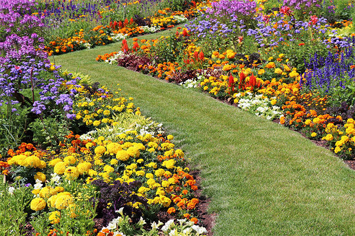 Lots of bright, beautiful flowers with a manicured grass path