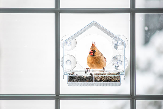 Bird at window feeder