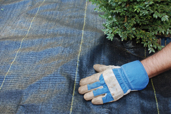 Person with gardening glove on smoothing out the landscape fabric around a small shrub