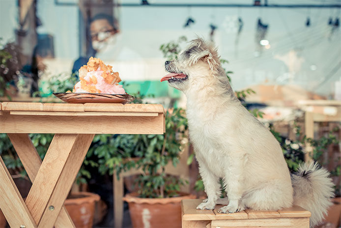 A puppy dog sitting on a picnic table with a giant pup sundae in front of him