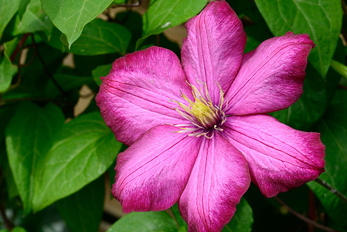 Close-up of a pink and yellow clematis flower with soft petals and yellow stamens in the center, surrounded by green leaves in the background