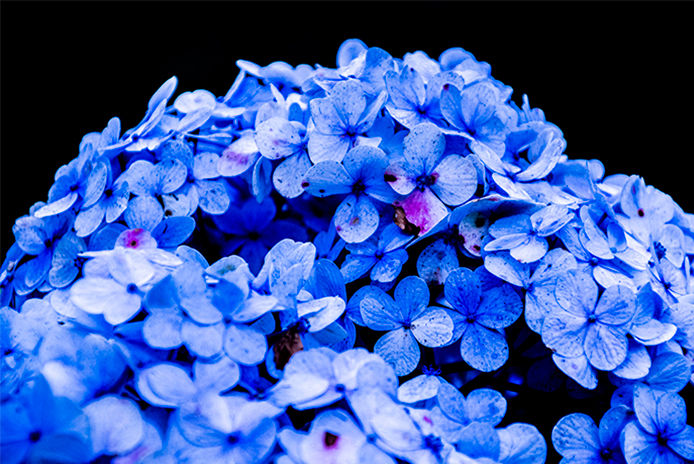 Lilac-blue Hydrangea blossoms on a bush, perfect for a summer garden or floral arrangement
