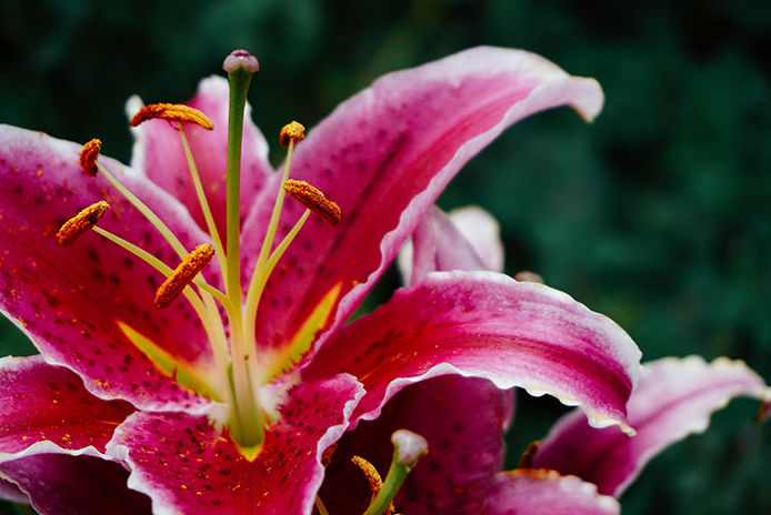 Close-up of a vibrant pink lily with white fringe edges, yellow pollen, and spotted petals on a green stem, isolated on a black background