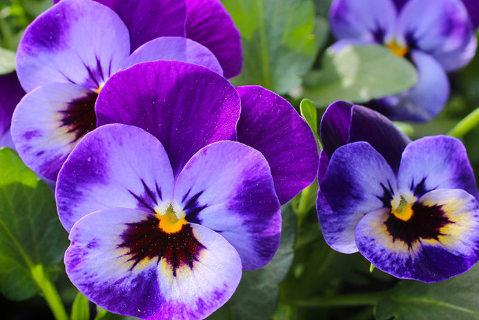 Close-up of vibrant purple pansies with bright yellow centers and green leaves. These colorful flowers are known for their heart-shaped petals and can bloom in the spring or fall. Pansies are a popular choice for adding pops of color to garden beds, containers, or borders. They require moderate watering and prefer full sun to partial shade.