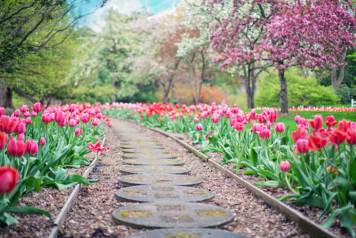 An image of a paver walkway lined with vibrant pink tulips in full bloom. The path curves gently through a well-manicured garden, with lush green grass and colorful flower beds in the background.
