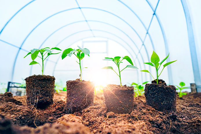 Four young fresh sprouts the sunlight in a greenhouse. Green young seedlings of plants sweet pepper in a brown soil with a beautiful perspective and space for text.