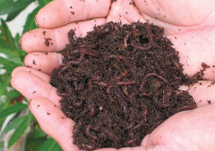 Person holding composeted dirt with worms in their cupped hands