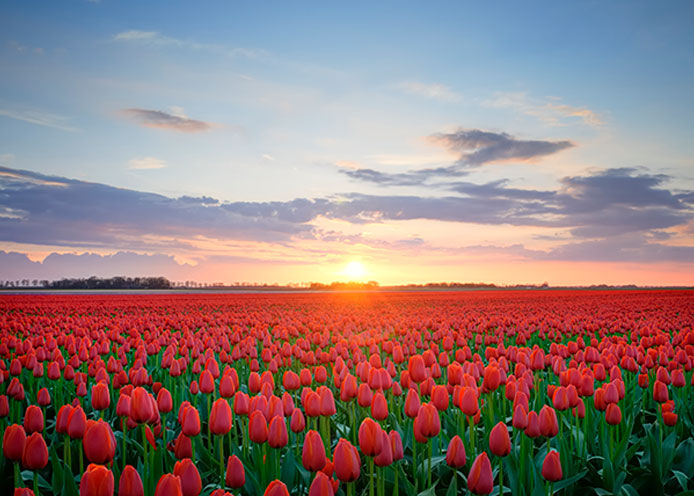 Sun setting on a tulip field 