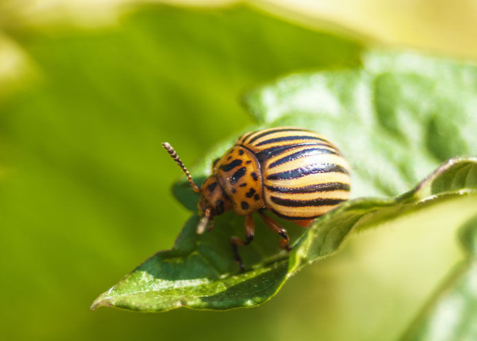 Garden pest on a leaf