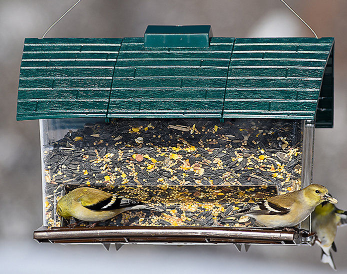 Green bird feeder full of bird feed with a couple of birds perched on it