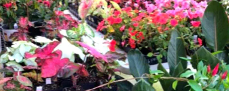 Lawn and Garden Center