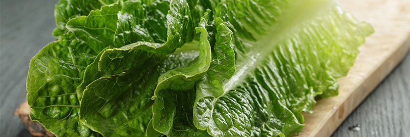 Freshly cleaned lettuce on a cutting board