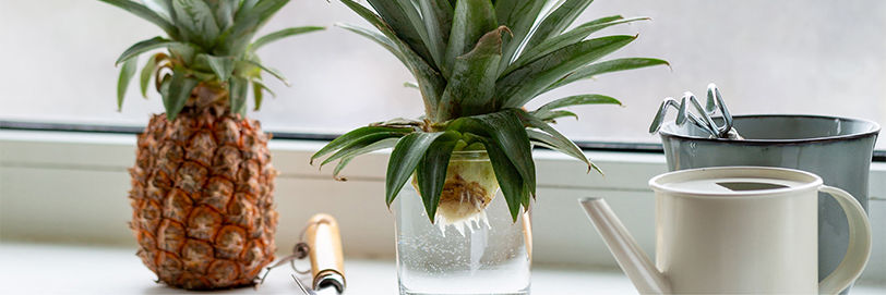 Pineapple top in a clear glass of water in front of a window