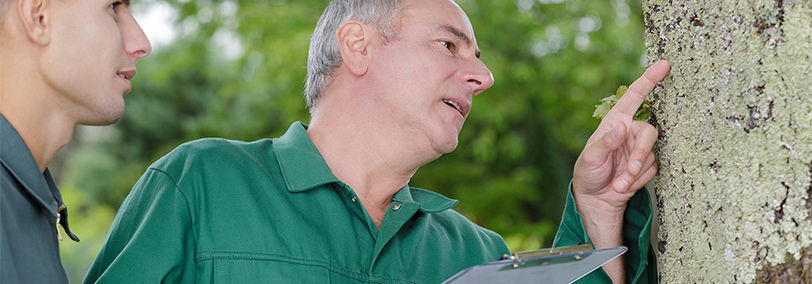 Two men looking and one pointing at the bark of a tree