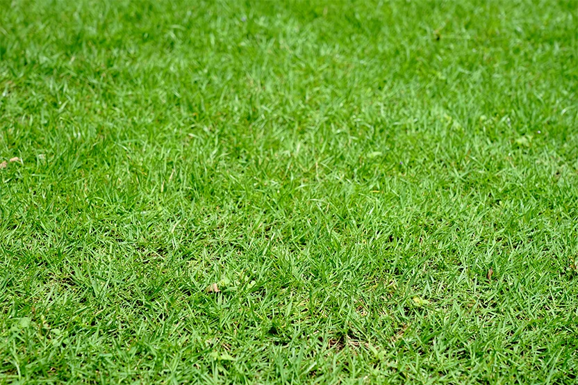 Bermudagrass