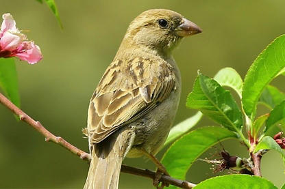 Image of a brown/tan bird perched on a small branch with a flower bloom and leaves
