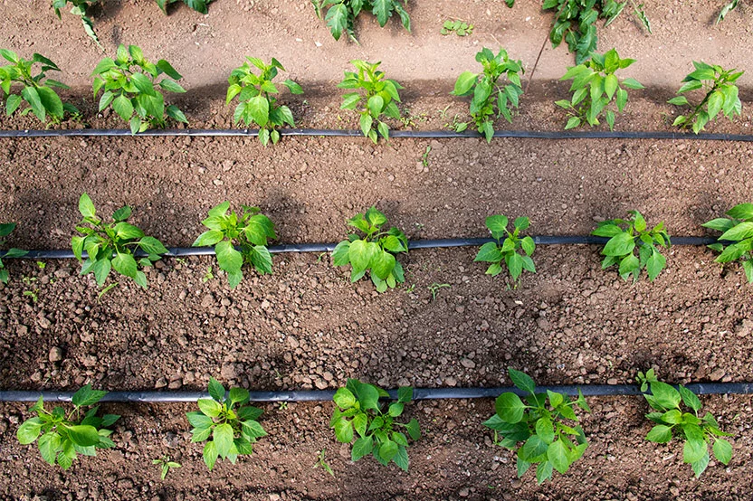 Drip Irrigation