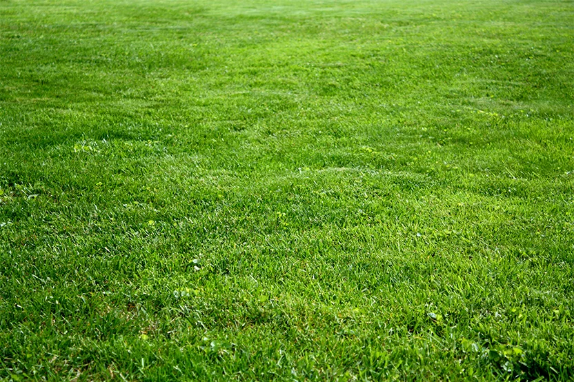 Kentucky Bluegrass