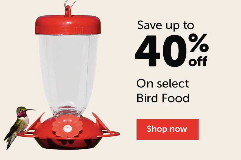 Bird Food - Shop now