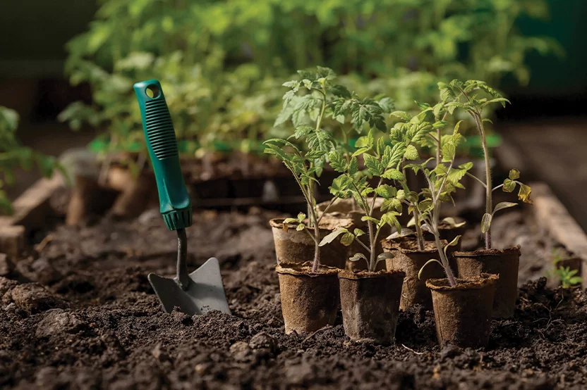 Live plants during peak season