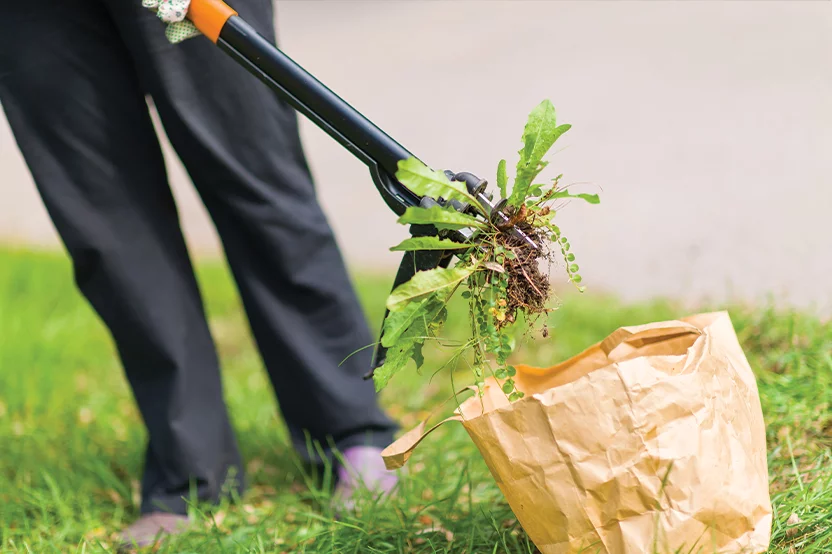 Hand tools such as trowels and weeders