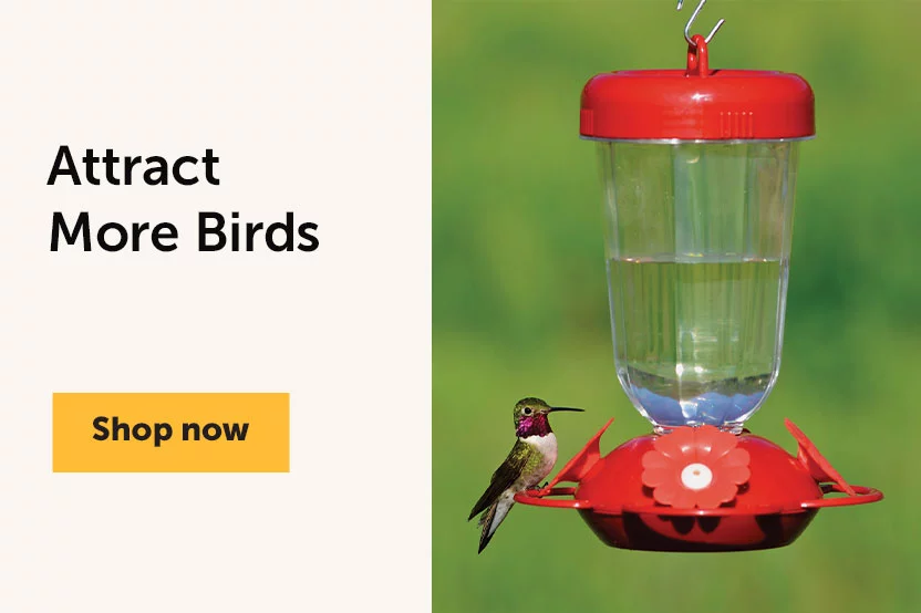 Attract More Birds