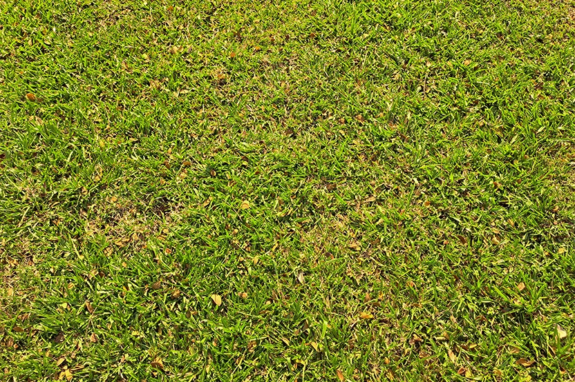 Tall Fescue
