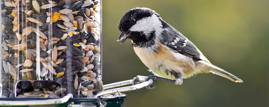 Friendly backyard birds