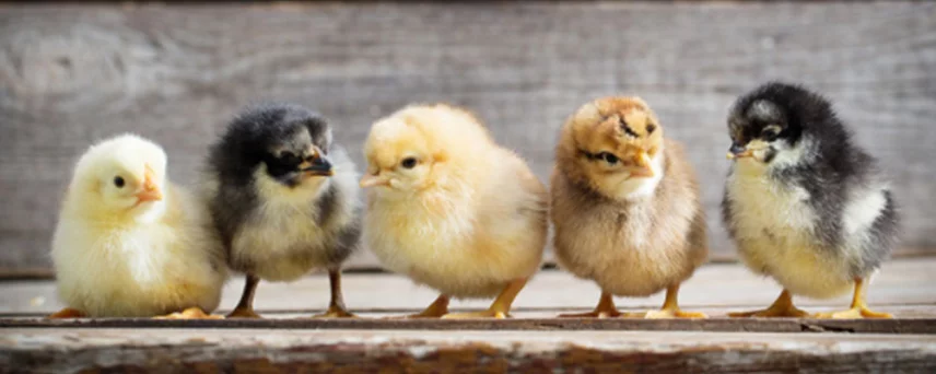 Chicks