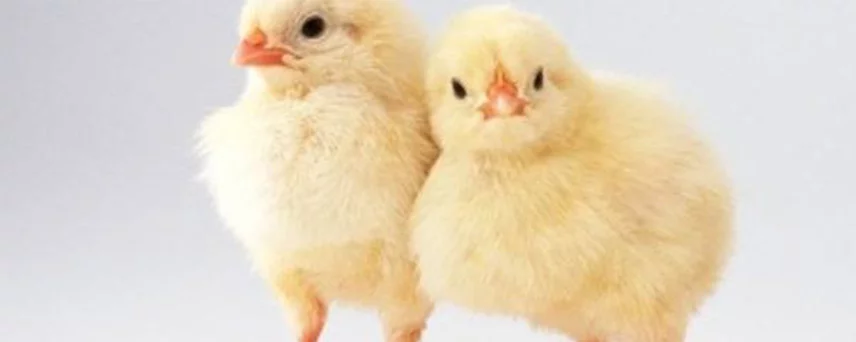 Raising Chicks to Chickens
