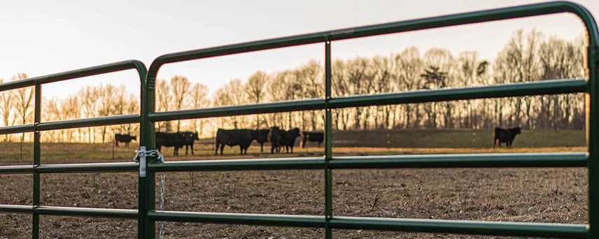 Ranch Fence Gate with Cows in the Background