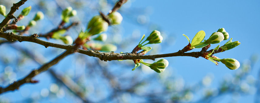 Spring Tree Branch