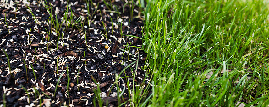 Grass growing from seed