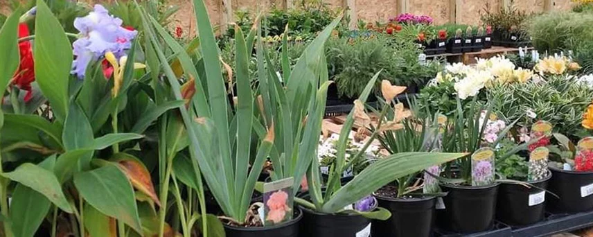 Picture of Plants at Williams Hardware Greenhouse