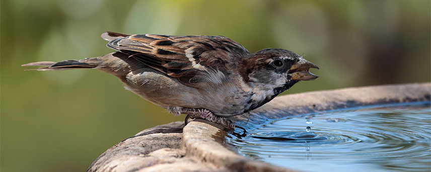 Bird bath with a bird sitting on the edge