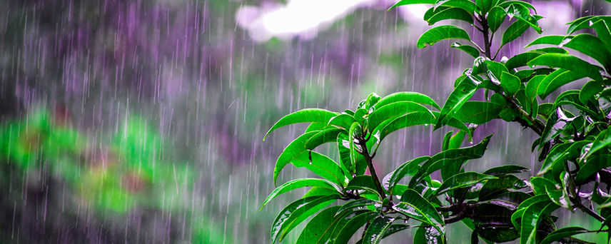 Tree Branch in the Rain