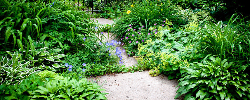 Hosta Garden