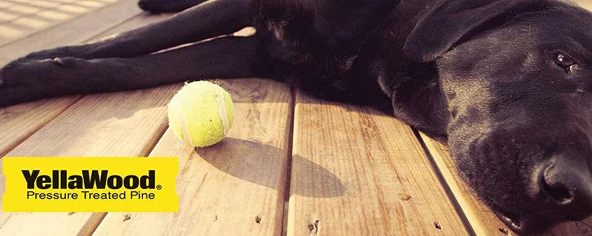  Dog Laying On Deck