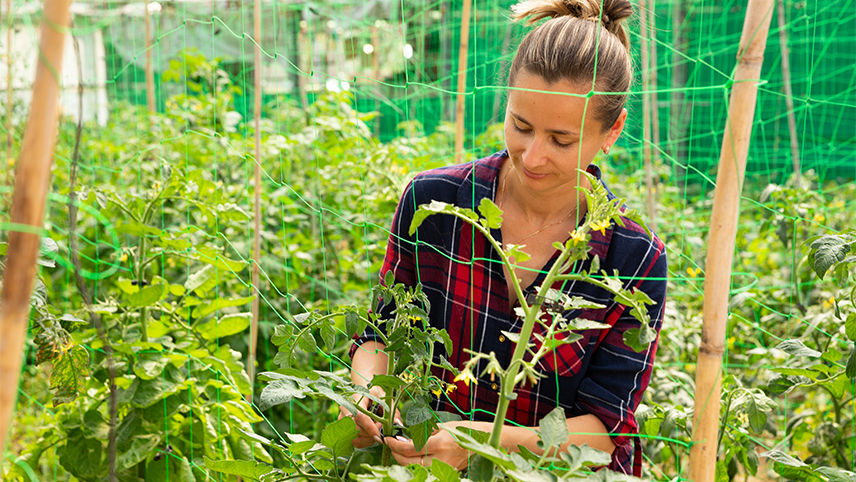 Fixing tomato trellis net