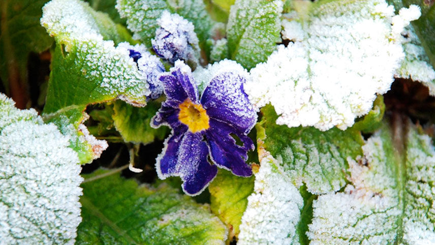 Purple flower covered in winter frost