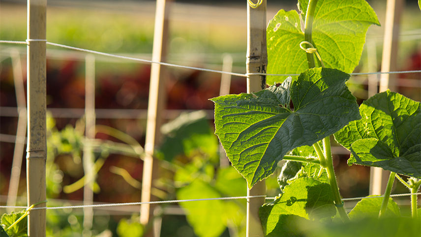 Plant climbing trellis net