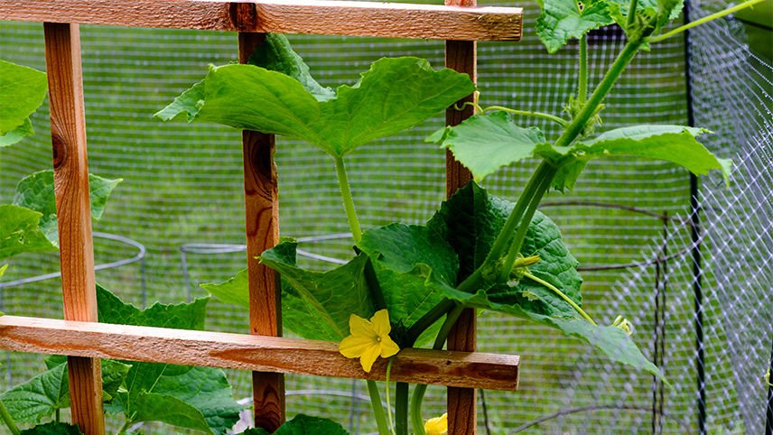 Plant climbing a wood trellis
